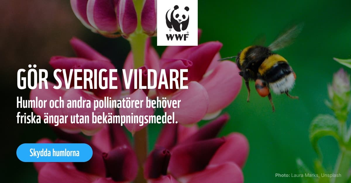 WWF ad, 16:9: a bumblebee over pink lupines with the headline Gör Sverige vildare