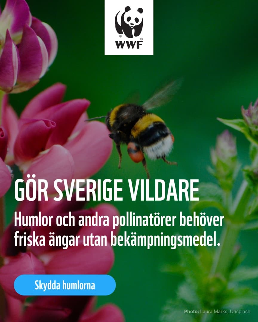 The same WWF ad adapted to 4:5 for social feeds