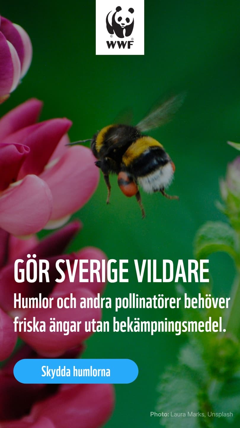 The same WWF ad adapted to 9:16 for stories